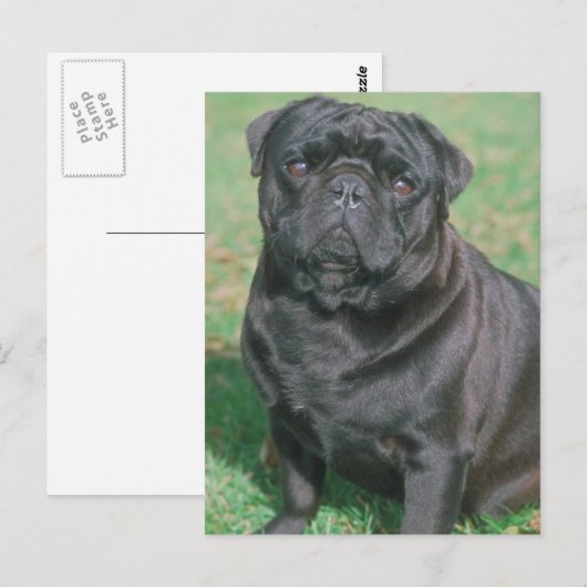 Black Chinese Pug Briefkaart (Voorkant / Achterkant)