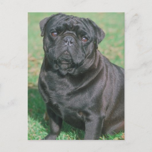 Black Chinese Pug Briefkaart (Voorkant)