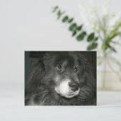 Black Chow Chow Mix Photo Briefkaart (Staand voorkant)