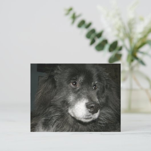 Black Chow Chow Mix Photo Briefkaart (Staand voorkant)
