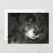 Black Chow Chow Mix Photo Briefkaart (Voorkant / Achterkant)