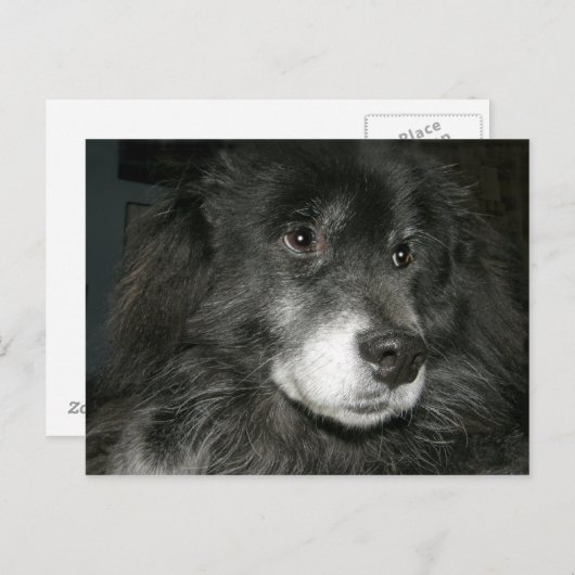 Black Chow Chow Mix Photo Briefkaart (Voorkant / Achterkant)