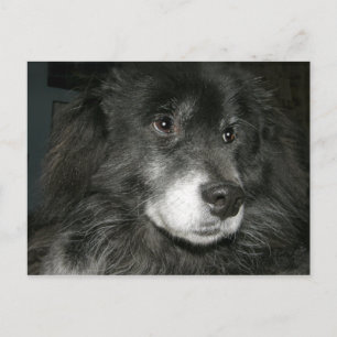 Black Chow Chow Mix Photo Briefkaart