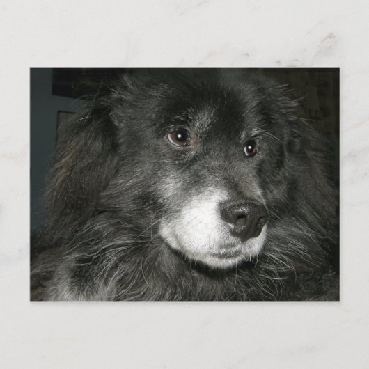 Black Chow Chow Mix Photo Briefkaart (Voorkant)