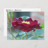 Black Cluster roos Briefkaart (Voorkant / Achterkant)