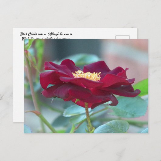 Black Cluster roos Briefkaart (Voorkant / Achterkant)