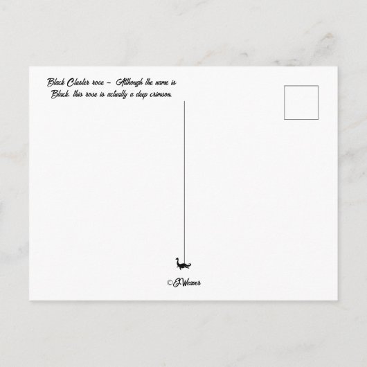 Black Cluster roos Briefkaart (Achterkant)