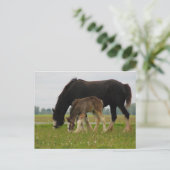 Black Clydesdale en Filly Briefkaart (Staand voorkant)