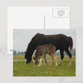 Black Clydesdale en Filly Briefkaart (Voorkant / Achterkant)