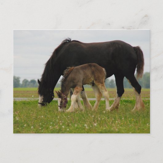 Black Clydesdale en Filly Briefkaart (Voorkant)