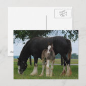 Black Clydesdale en Filly Briefkaart (Voorkant / Achterkant)