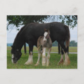 Black Clydesdale en Filly Briefkaart (Voorkant)