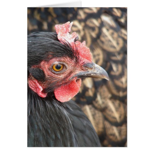 Black Cochin Hen (Voorkant)