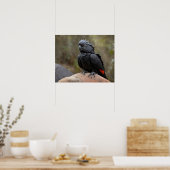 Black Cockatau Poster (Keuken)