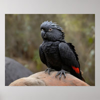 Black Cockatau
