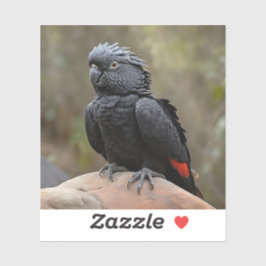 Black Cockatau Sticker