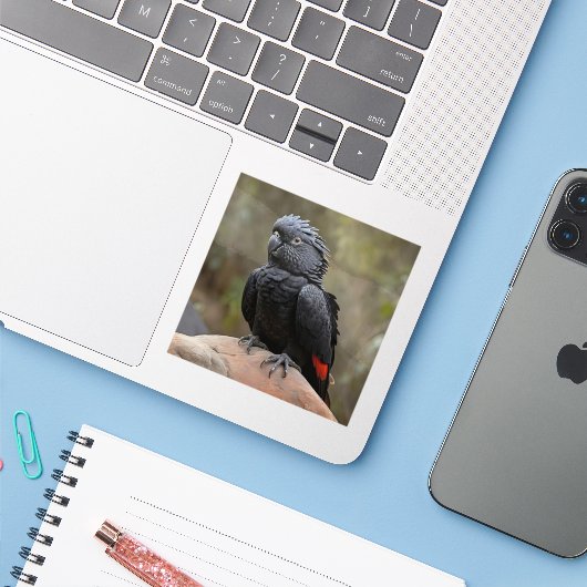 Black Cockatau Sticker (Laptop met iPhone)