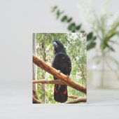 BLACK COCKATOO QUEENSLAND AUSTRALIË BRIEFKAART (Staand voorkant)