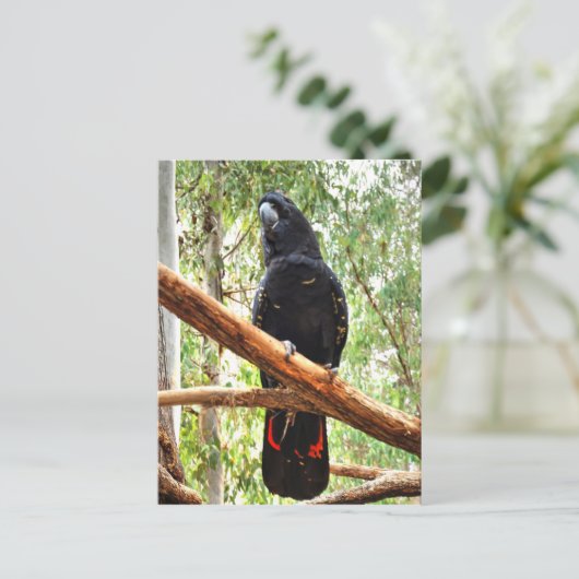 BLACK COCKATOO QUEENSLAND AUSTRALIË BRIEFKAART (Staand voorkant)