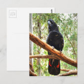 BLACK COCKATOO QUEENSLAND AUSTRALIË BRIEFKAART (Voorkant / Achterkant)