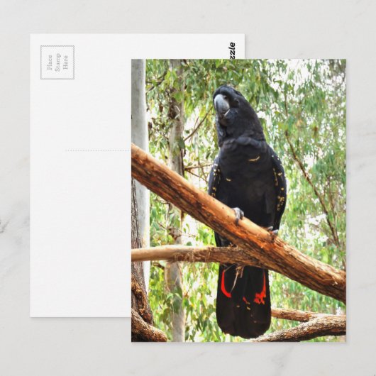 BLACK COCKATOO QUEENSLAND AUSTRALIË BRIEFKAART (Voorkant / Achterkant)