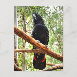 BLACK COCKATOO QUEENSLAND AUSTRALIË BRIEFKAART