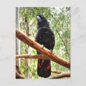 BLACK COCKATOO QUEENSLAND AUSTRALIË BRIEFKAART (Voorkant)