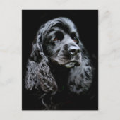 Black Cocker Spaniel Briefkaart (Voorkant)