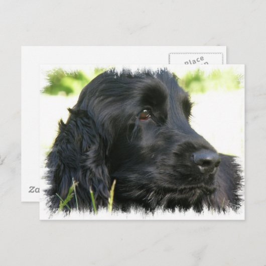 Black Cocker Spaniel Dog Briefkaart (Voorkant / Achterkant)