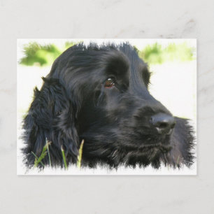 Black Cocker Spaniel Dog Briefkaart