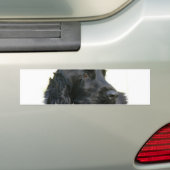 Black Cocker Spaniel Dog Bumpersticker (Op auto)