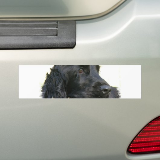 Black Cocker Spaniel Dog Bumpersticker (Op auto)