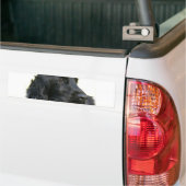 Black Cocker Spaniel Dog Bumpersticker (Op Truck)