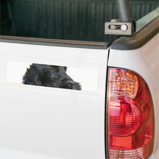 Black Cocker Spaniel Dog Bumpersticker (Op Truck)