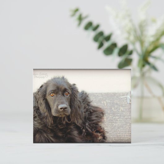 Black Cocker Spaniel "Harley" Briefkaart (Staand voorkant)