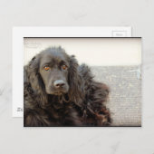Black Cocker Spaniel "Harley" Briefkaart (Voorkant / Achterkant)