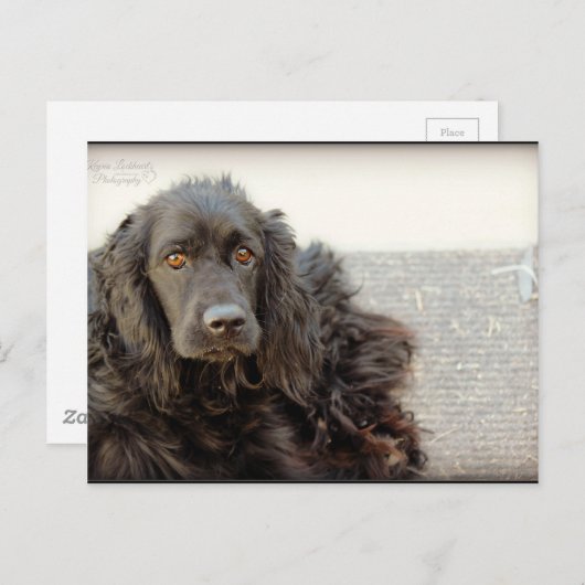 Black Cocker Spaniel "Harley" Briefkaart (Voorkant / Achterkant)