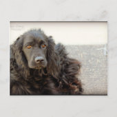Black Cocker Spaniel "Harley" Briefkaart (Voorkant)