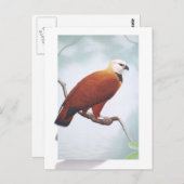 Black-collared Hawk Briefkaart (Voorkant / Achterkant)