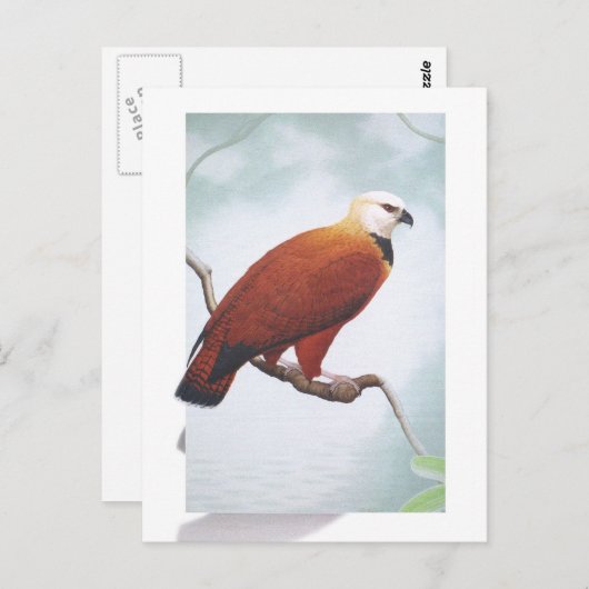 Black-collared Hawk Briefkaart (Voorkant / Achterkant)