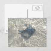 Black Conch Seashell met golfslag Briefkaart (Voorkant / Achterkant)
