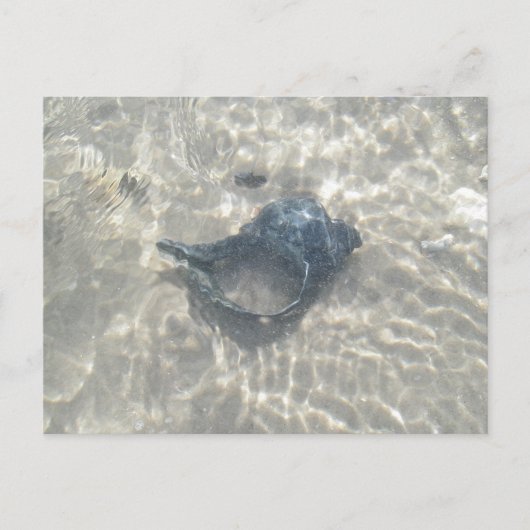 Black Conch Seashell met golfslag Briefkaart (Voorkant)