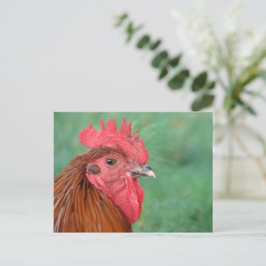 Black Copper Maran Rooster Briefkaart (Staand voorkant)