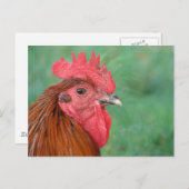 Black Copper Maran Rooster Briefkaart (Voorkant / Achterkant)