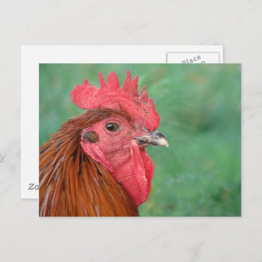 Black Copper Maran Rooster Briefkaart (Voorkant / Achterkant)