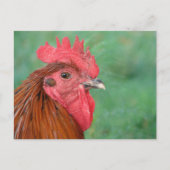 Black Copper Maran Rooster Briefkaart (Voorkant)