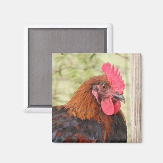 Black Copper Maran Rooster Magneet (Voorkant / Achterkant)