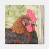 Black Copper Maran Rooster Magneet (Voorkant)