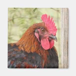 Black Copper Maran Rooster Magneet