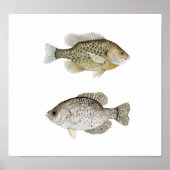 Black Crappie en Relieve Sunfish Poster (Voorkant)